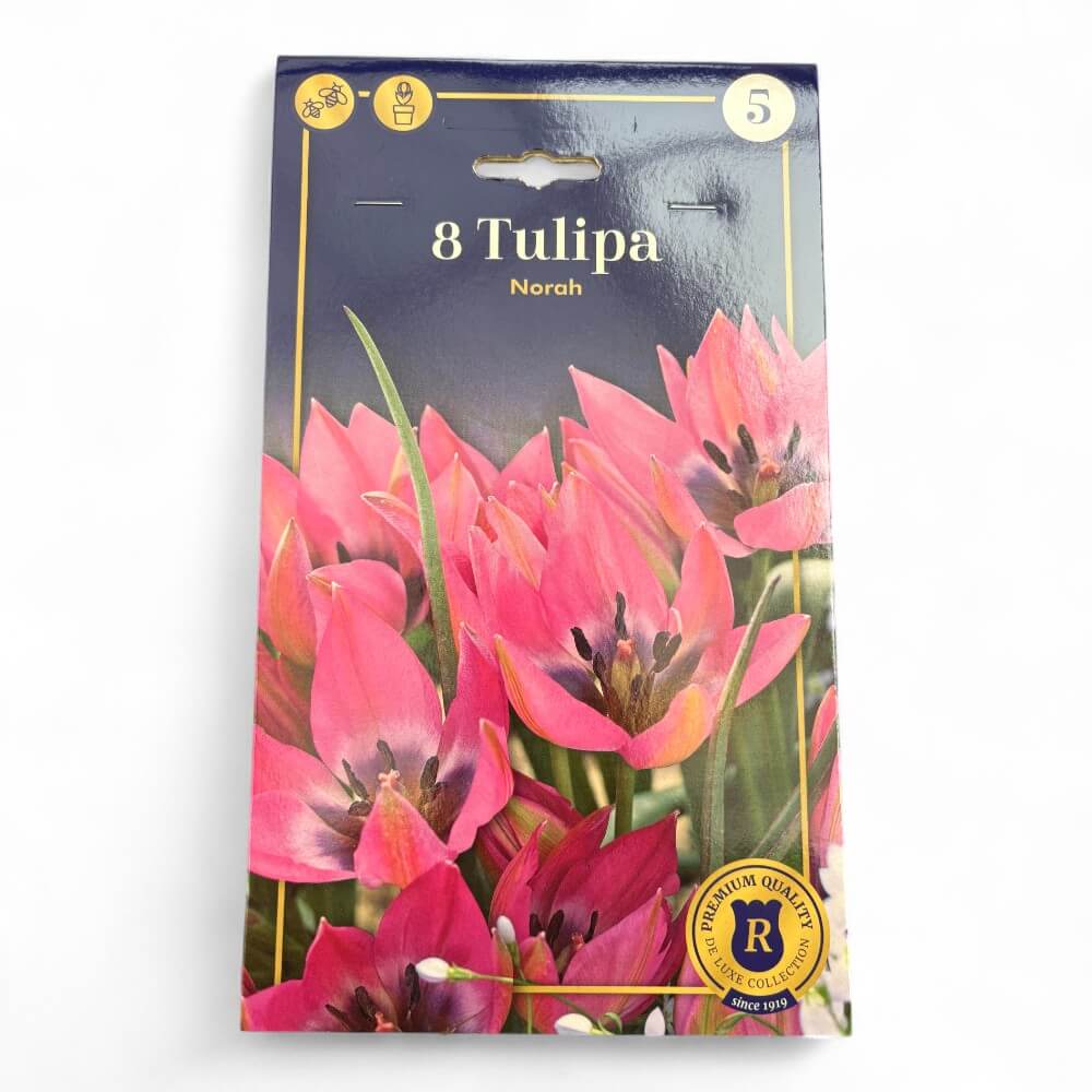Tulipan, TULIPA BOTANIC Norah 6/8