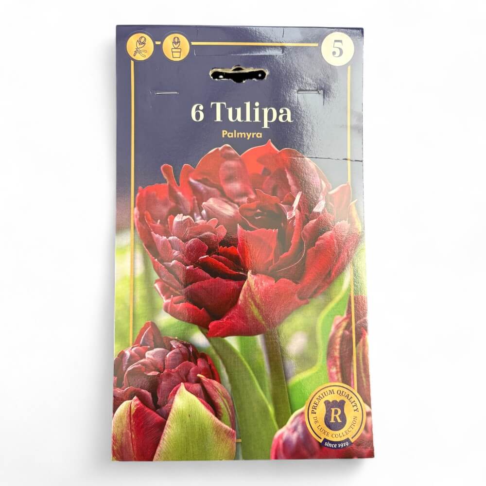 Tulipan, TULIPA DOUBLE EARLY Palmyra 12/+