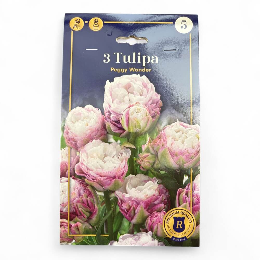 Tulipan, TULIPA DOUBLE LATE Peggy Wonder 11/+