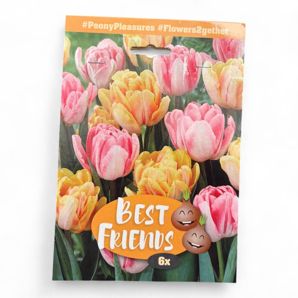 Tulpanmix PEONY PLEASURES - 'Foxtrot' og 'Foxy Foxtrot'