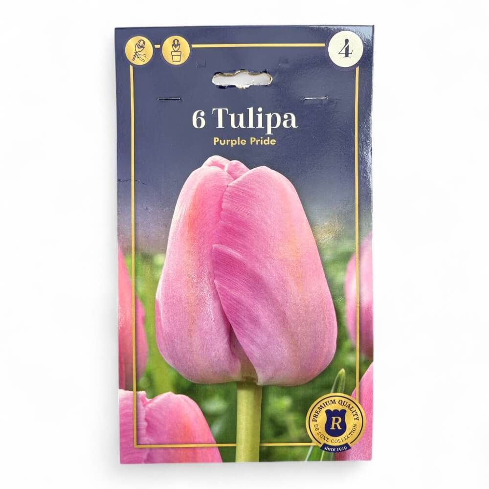 Tulipan, TULIPA DARWIN Hybrid Purple Pride 12/+