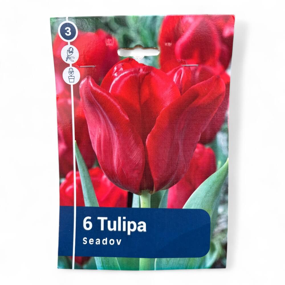 Tulipan, TULIPA TRIUMPH Seadov 11/12