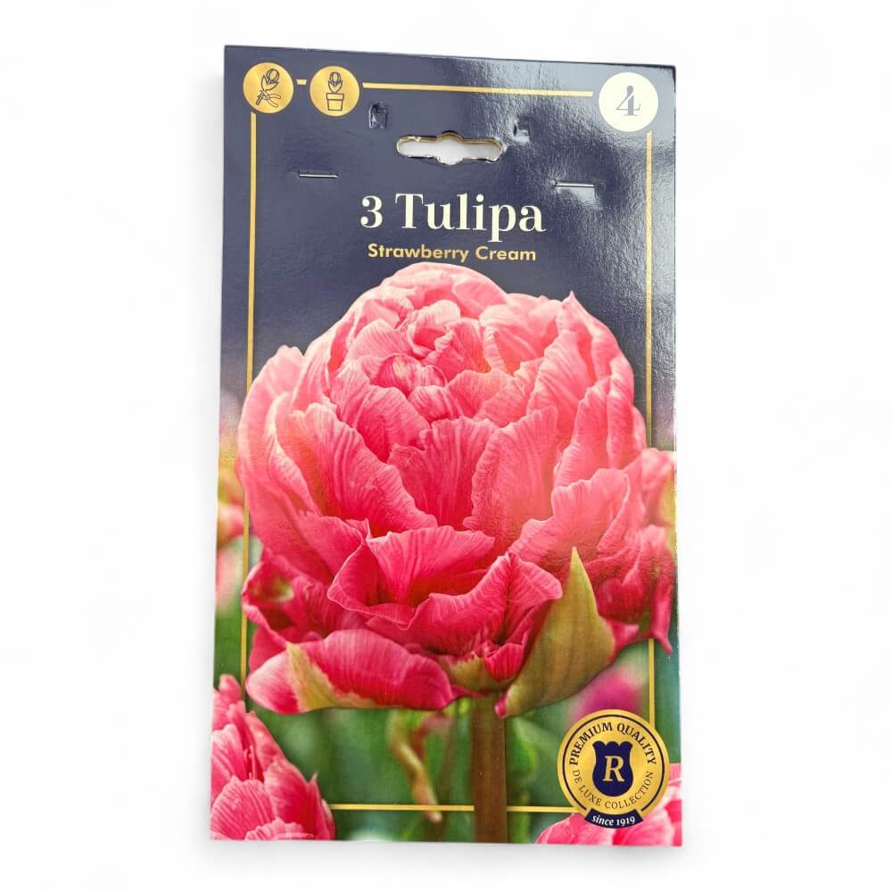 Tulipan, TULIPA DOUBLE LATE Strawberry Cream 12/+