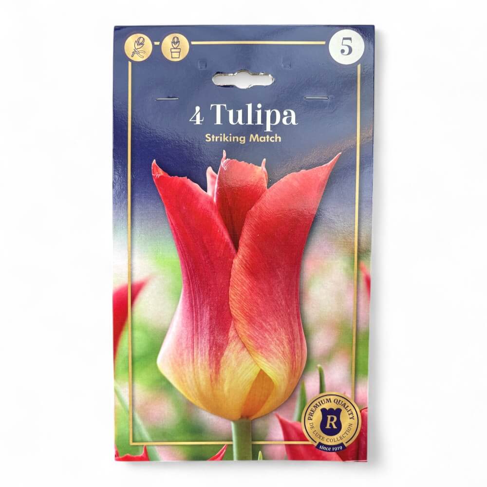Tulipanløg ‘Striking Match’