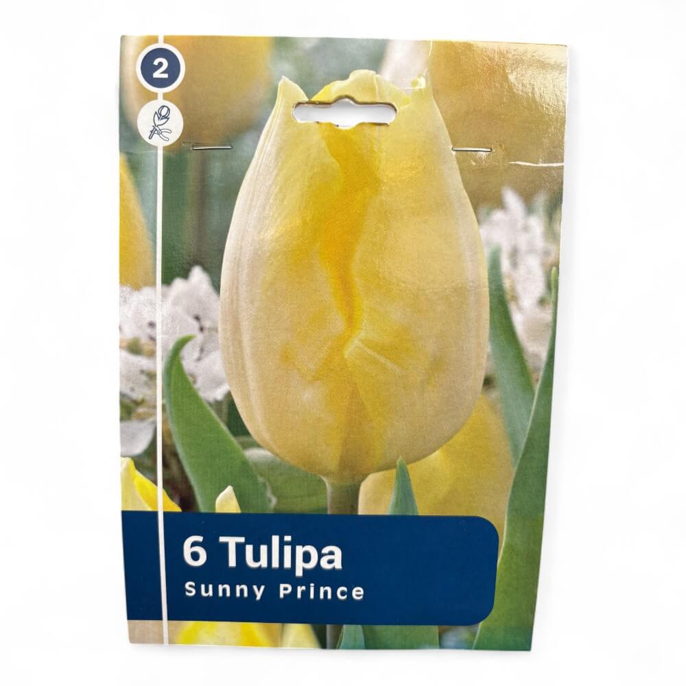 Tulipan, TULIPA SINGLE EARLY Sunny Prince 11/12