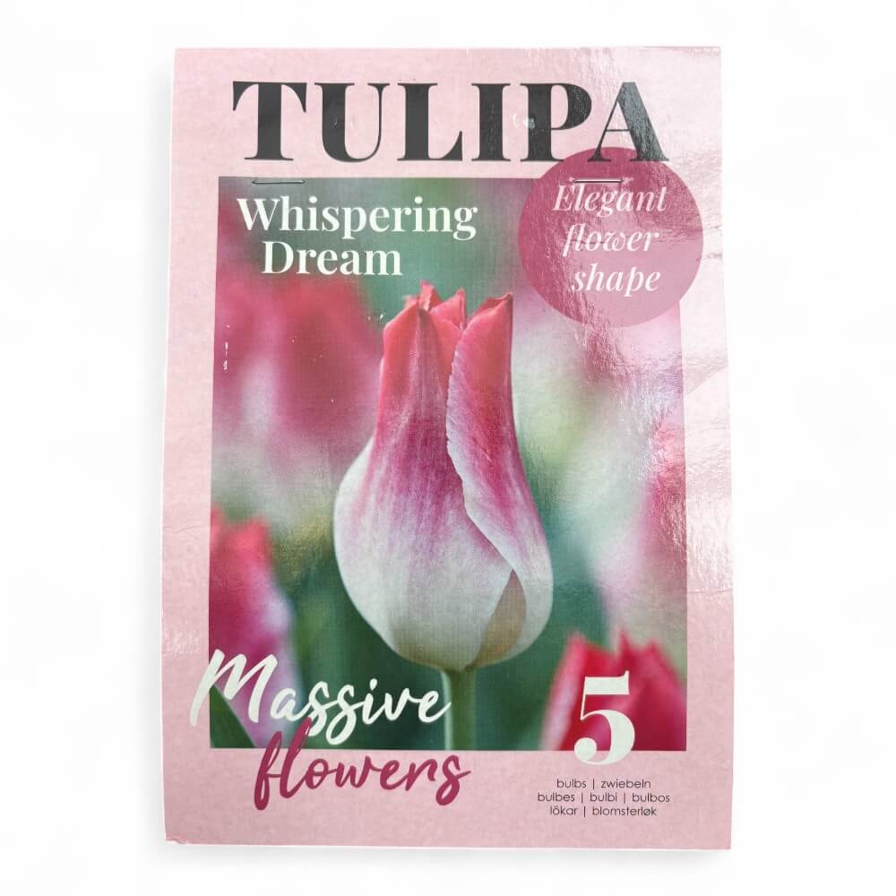 Tulipan, TULIPA WHISPERING DREAM