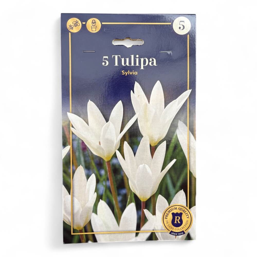 Tulipan, TULIPA SYLVIA