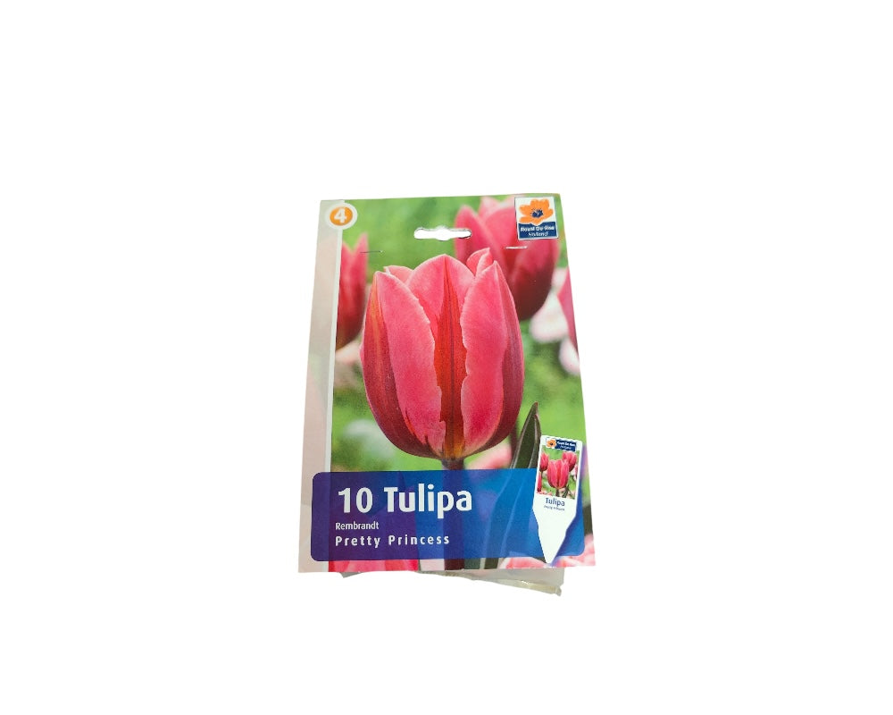 Tulipanløg Tulipa Rembrandt Pretty Princess til haven.