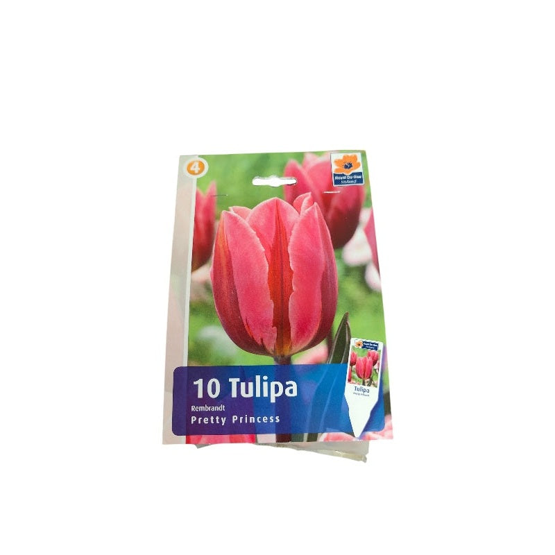 Tulipanløg Tulipa Rembrandt Pretty Princess til haven.