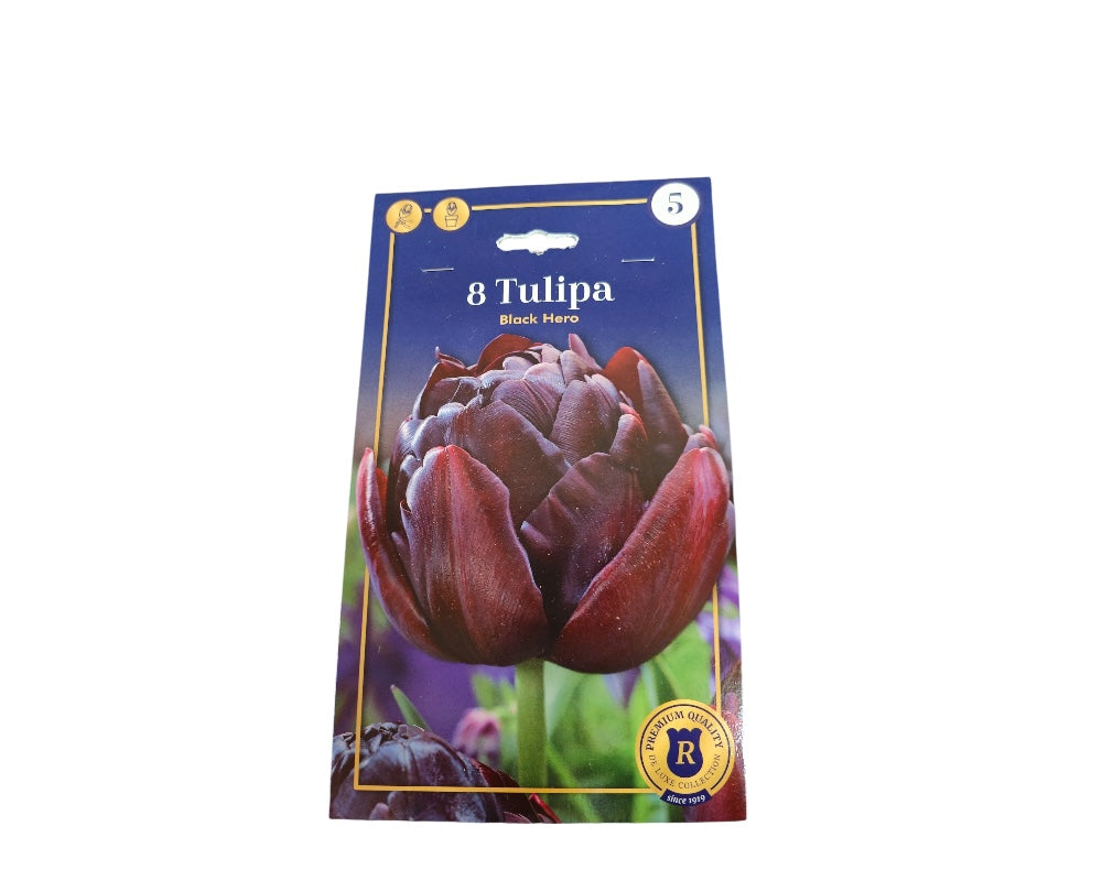 Tulipanløg TULIPA DOUBLE LATE Black Hero til haven.