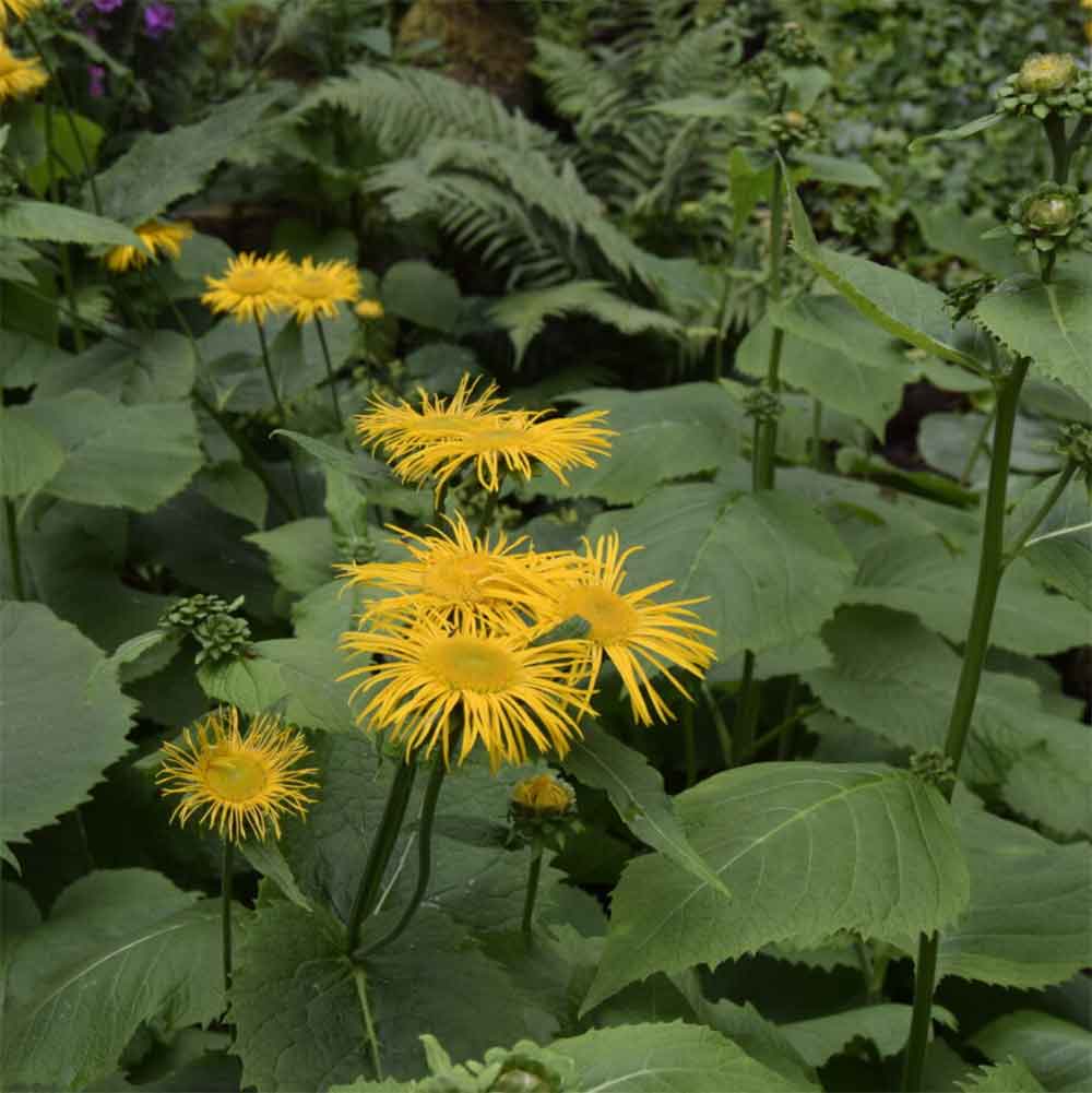 Tusindstråle, TELEKIA speciosa - 1 L Potte