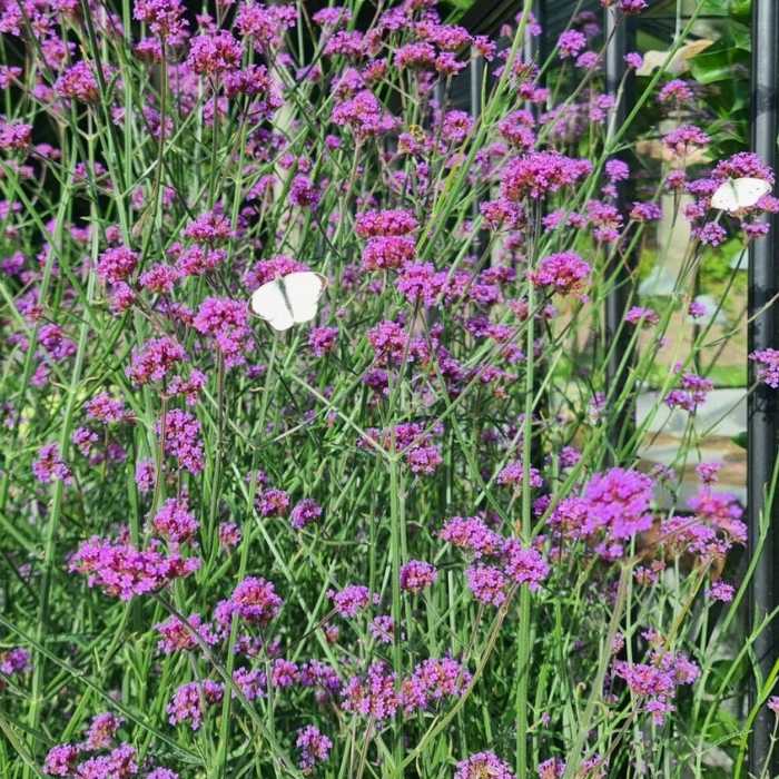 Kæmpe Verbena, Verbena bonariensis