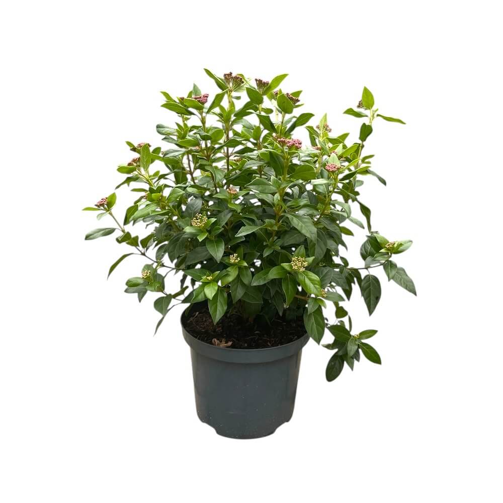 Vintersnebollen, Viburnum tinus - 23 cm potte