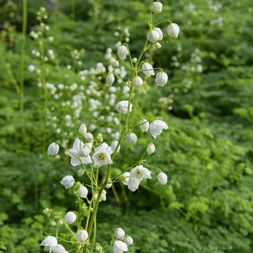Violfrøstjerne, THALICTRUM del. 'Splendide White' - 1 L Potte