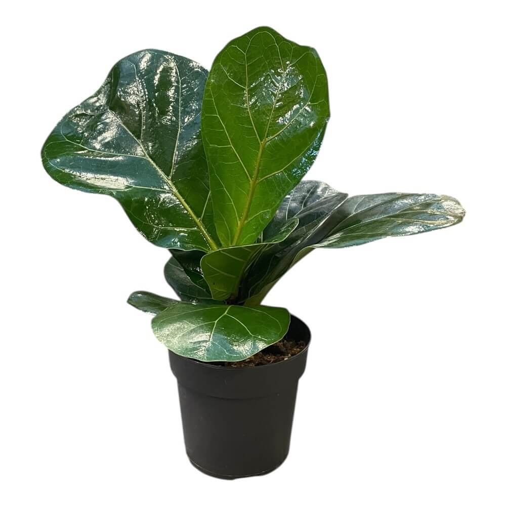 Violinfigen, FICUS LYRATA i 11 cm potte