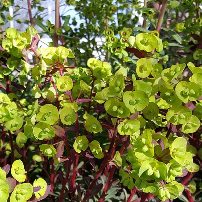 Vortemælk, EUPHORBIA amygdaloides Purpurea - 1 L Potte