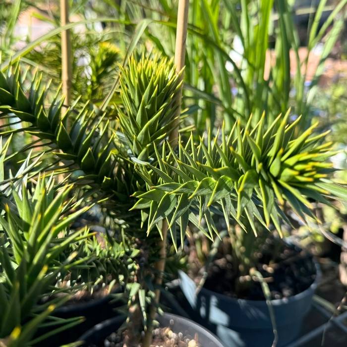 Abernes skræk, Araucaria araucana - 19 cm potte