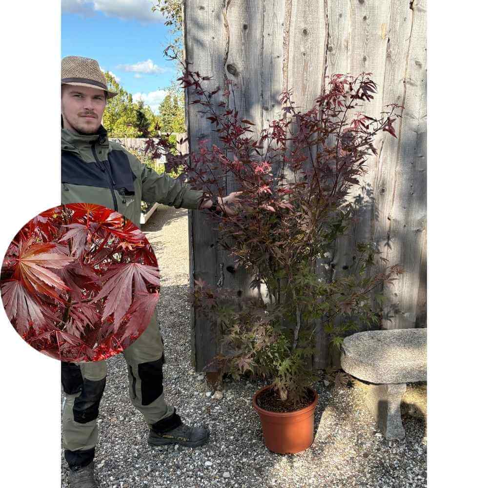 Japansk ahorn, Acer pal. 'Atropurpureum' - 125 cm i 15L potte