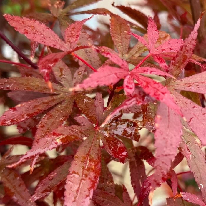 Japansk løn, Acer palmatum 'Skeeter's Broom' - 15L potte