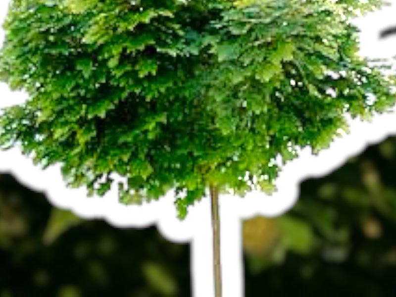 Acer plat. 'Globosum' SHC15, højde 180 cm, 7-8 års.