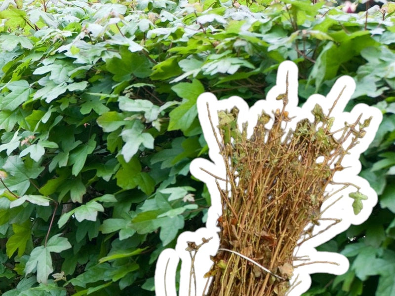 Acer Campestre 50-80 cm, 10 stk. i bundt.