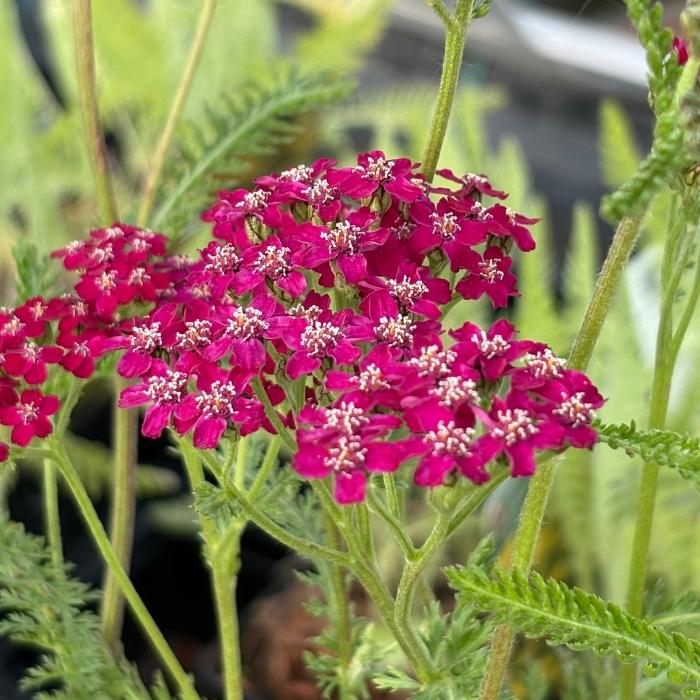 Røllike, Achillea mil. 'Sammetriese'