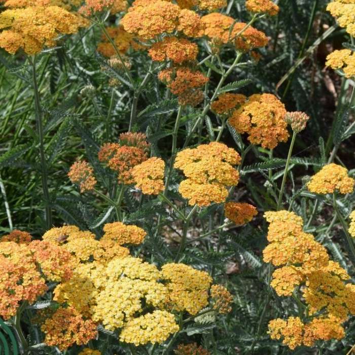 Røllike, Achillea mil. 'Terracotta' 