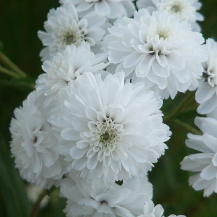 Røllike, ACHILLEA ptarmica Boule de Neige 