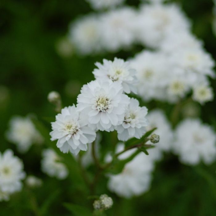 Røllike, ACHILLEA ptarmica Boule de Neige 
