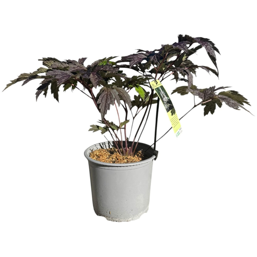 Sølvlys, Actaea Simplex ´Brunette´ - 3 L Potte