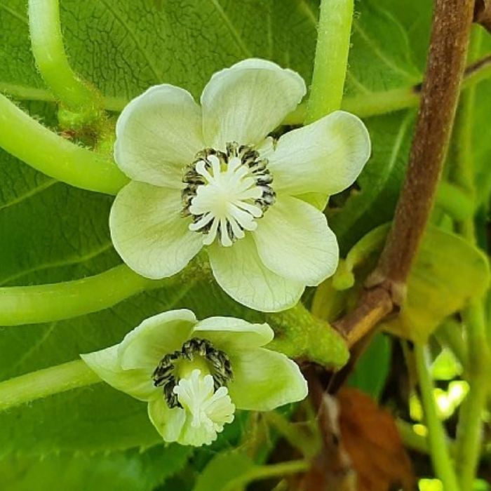Stikkelsbærkiwi, Actinidia arguta 'Issai'