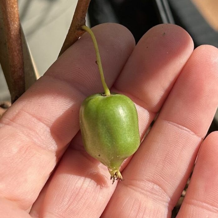 Stikkelsbærkiwi, Actinidia arguta 'Issai'