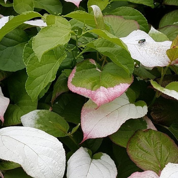 Kamæleonbusk, Actinidia Kolomikta