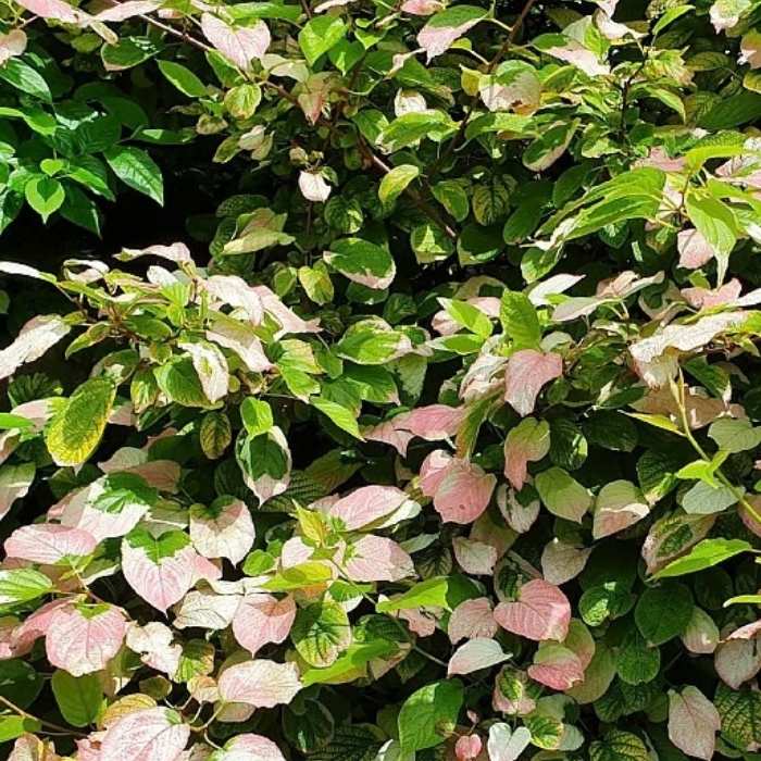 Kamæleonbusk, Actinidia Kolomikta