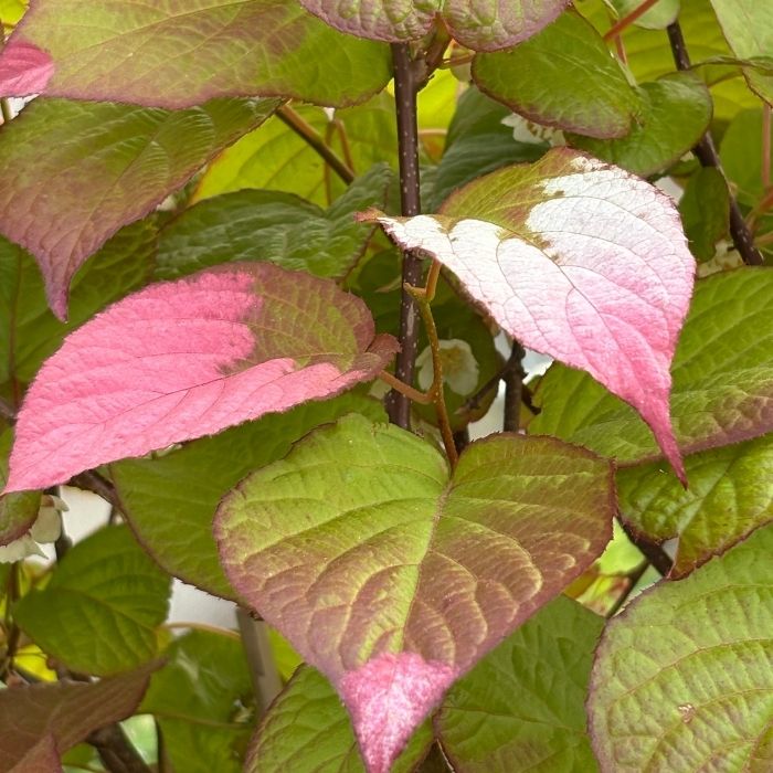 Kamæleonbusk, Actinidia kolomikta - 1,7L potte