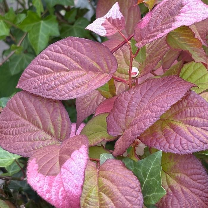 Kamæleonbusk, Actinidia kolomikta - 1,7L potte