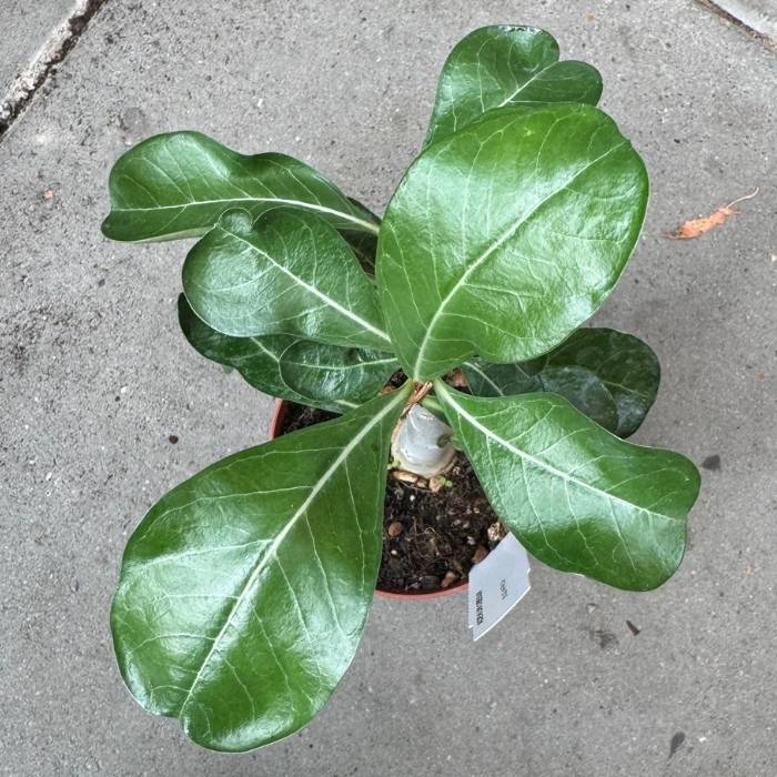 Ørkenrose, Adenium obesum – eksotisk sukkulent med kraftig stamme