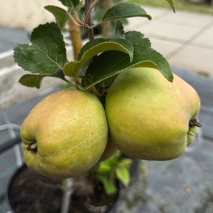 Æble Dværgæbletræ, filippa malus domestica