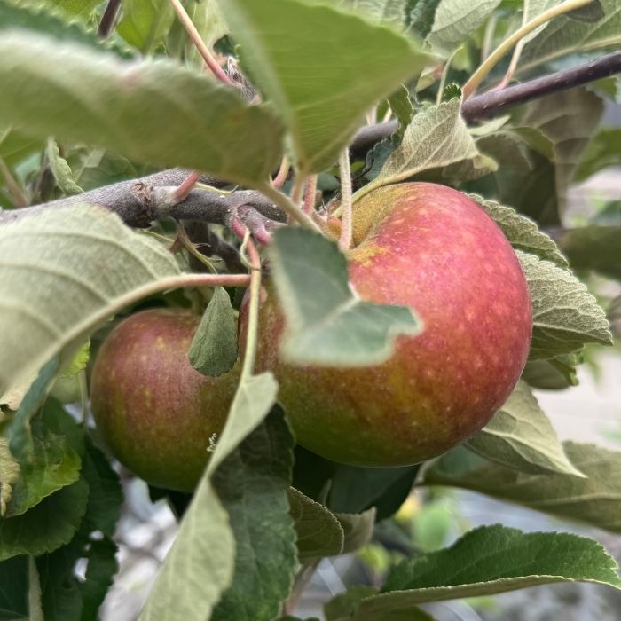 Æble Dværgæbletræ, rød ingrid marie malus