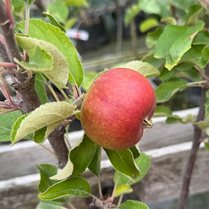Æble Dværgæbletræ 'Rød Ingrid Marie'