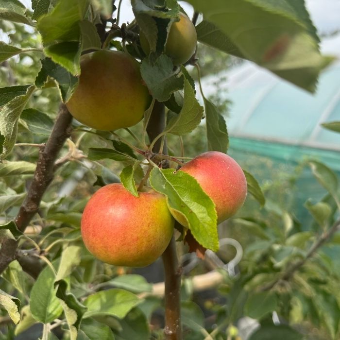 Æbletræ, milwa junami malus domestica