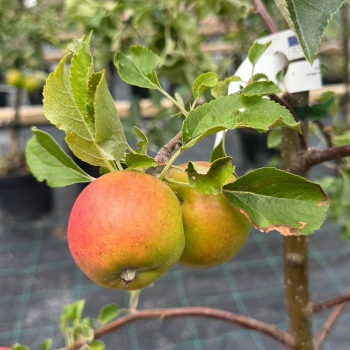 Æbletræ, milwa junami malus domestica