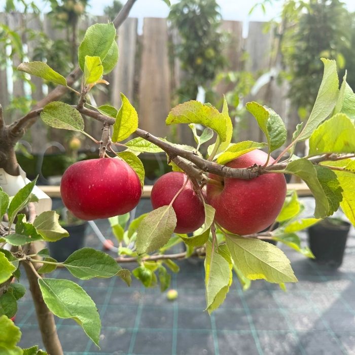 Æbletræ, Malus Domestica Rosette 'Rødt Flæsk'