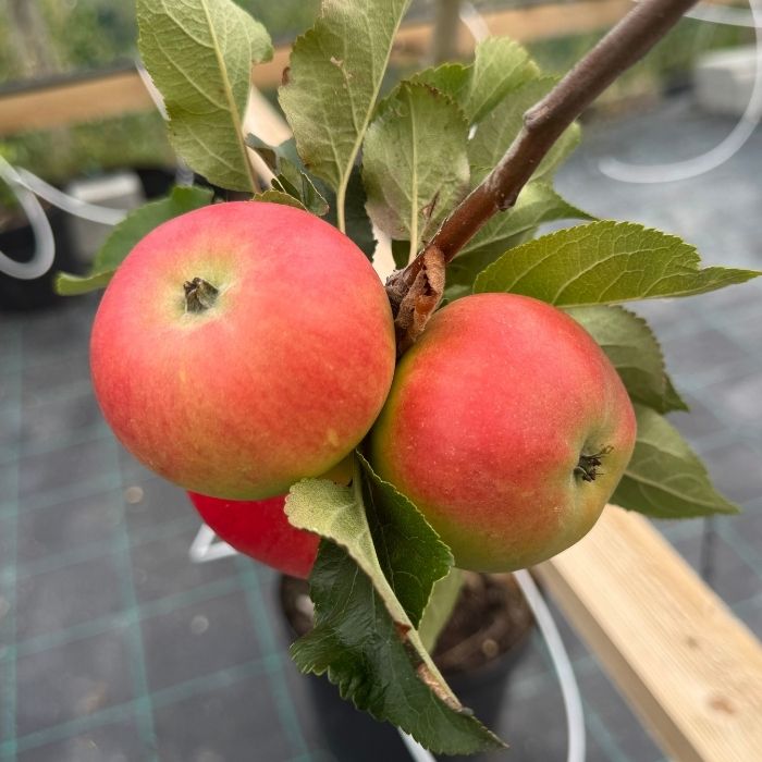 Æbletræ, Malus domestica 'Discovery' 