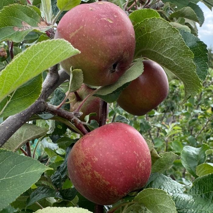 Æbletræ, Malus domestica 'Elshof/Elstar' 