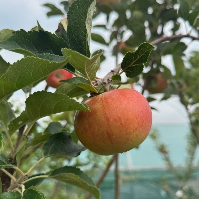 Æbletræ, Malus 'Discovery' 