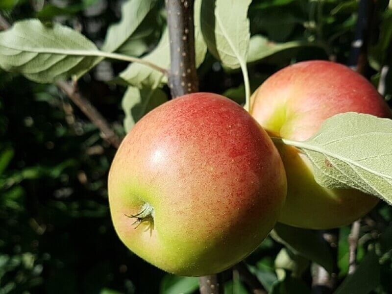 Æbletræ, Malus Domestica 'Elshof/Elstar' til haveplantning.