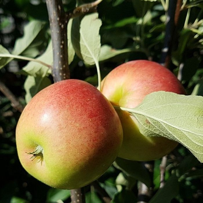 Æbletræ, Malus Domestica 'Elshof/Elstar' til haveplantning.