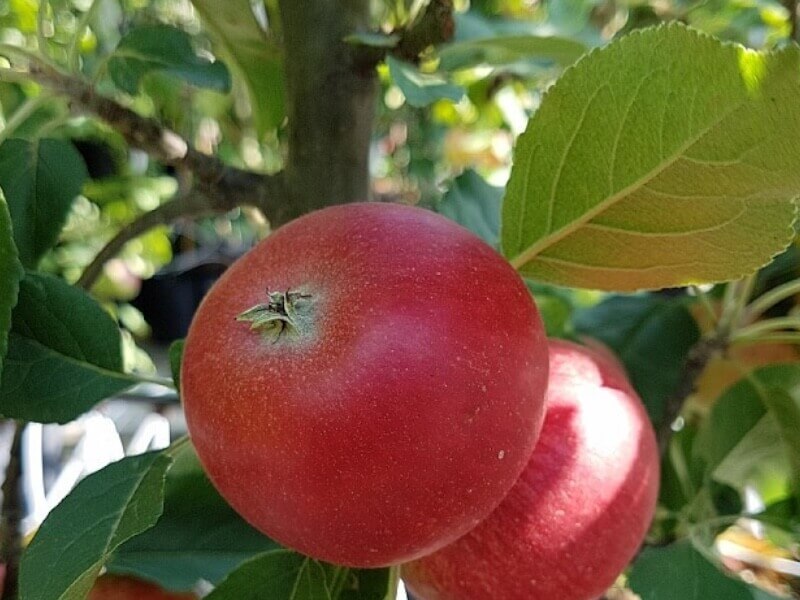 Æbletræ, MALUS DOMESTICA 'Rosette Rødt Flæsk', 10 liter potte.