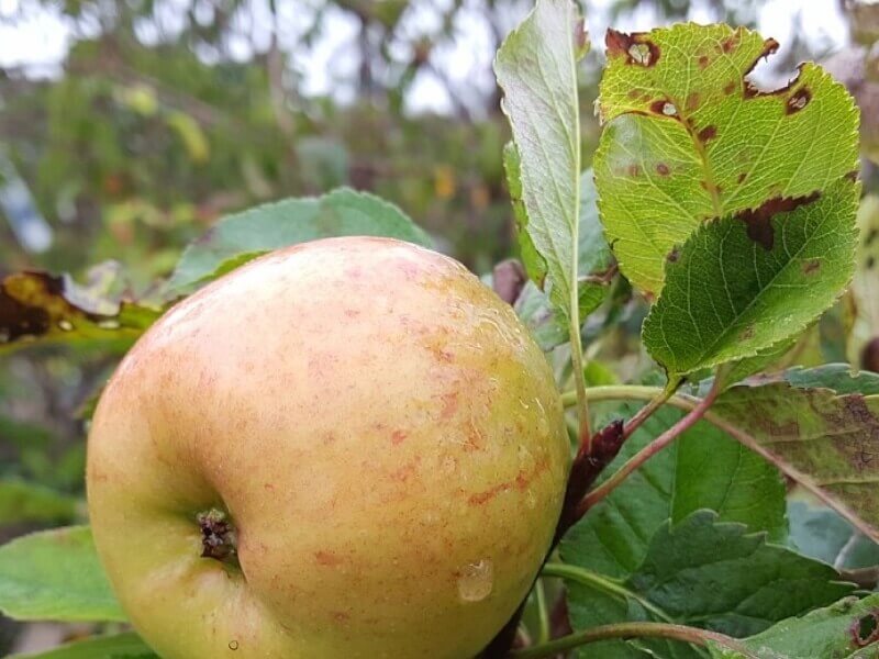 Æbletræ, Malus Domestica 'Topaz', frugttræ til haven.